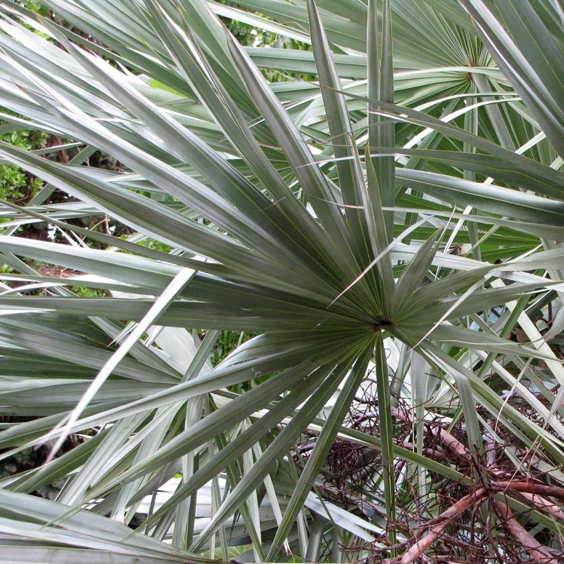 Serenoa repens Silver (Fogliame)