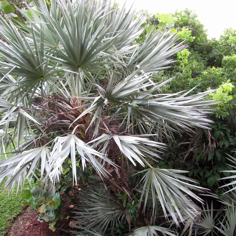 Serenoa repens Silver (Porto)