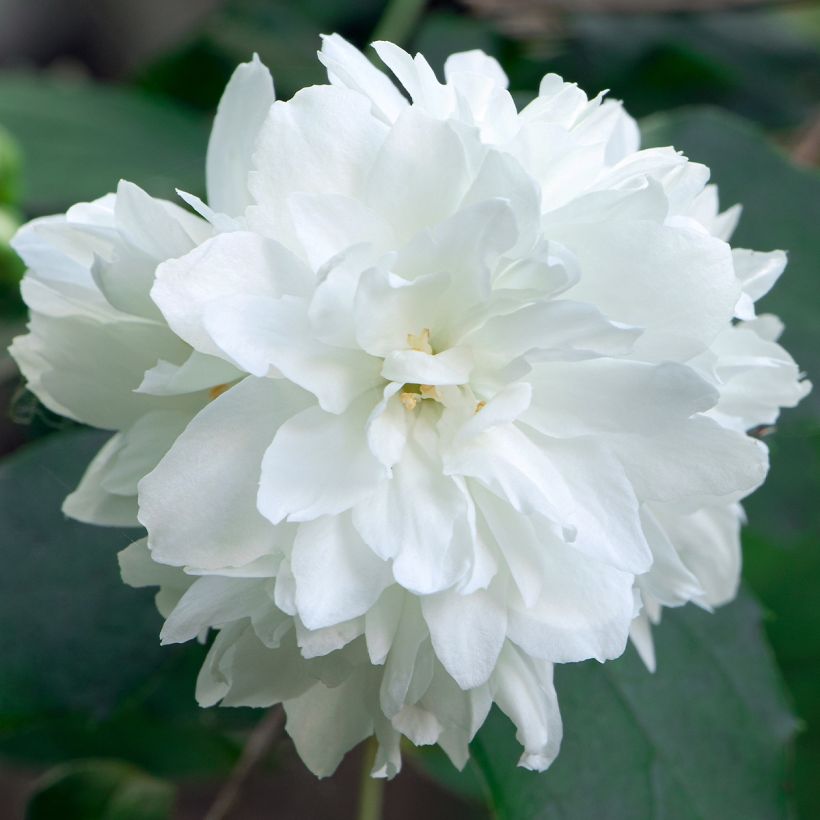 Philadelphus virginalis Minnesota Snowflake - Filadelfo (Fioritura)