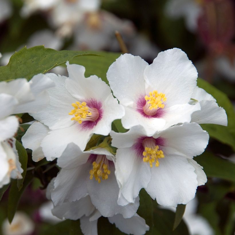 Philadelphus Beauclerk - Filadelfo (Fioritura)