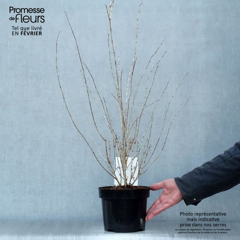 Seringat - Philadelphus Frosty Morn Pot de 3L/4L esemplare consegnato in inverno