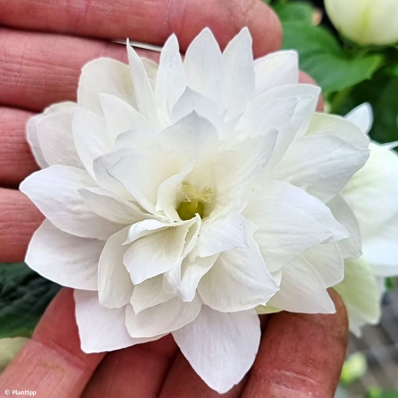 Philadelphus Pearls of Perfume - Filadelfo (Fioritura)