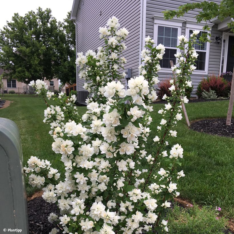 Philadelphus Pearls of Perfume - Filadelfo (Porto)