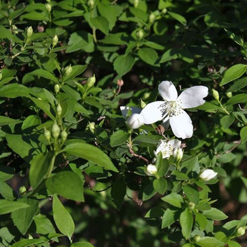 Philadelphus lemoinei Silberregen - Filadelfo (Fogliame)