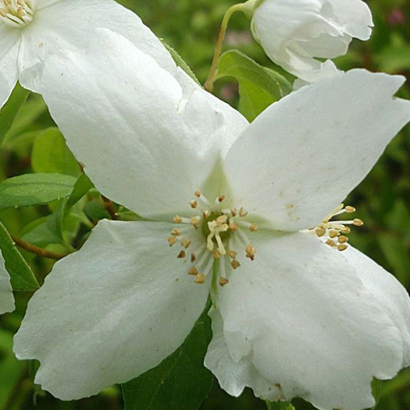 Philadelphus lemoinei Silberregen - Filadelfo (Fioritura)