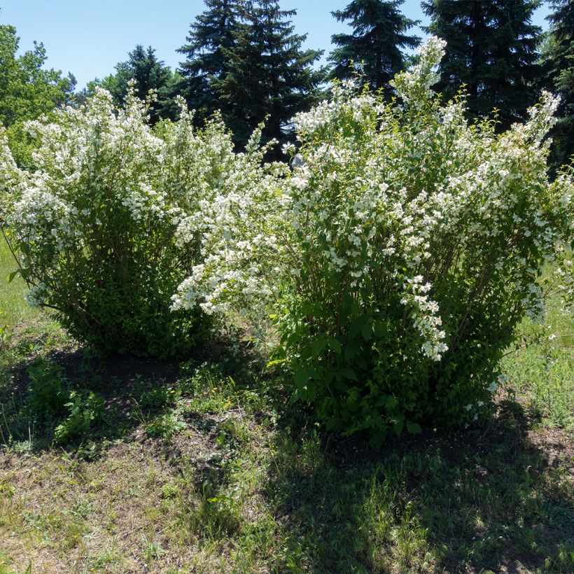 Philadelphus lemoinei Silberregen - Filadelfo (Porto)