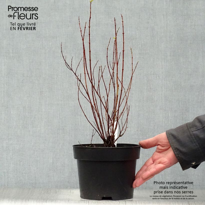 Seringat de Lemoine - Philadelphus Manteau d'Hermine Pot de 3L/4L esemplare consegnato in inverno