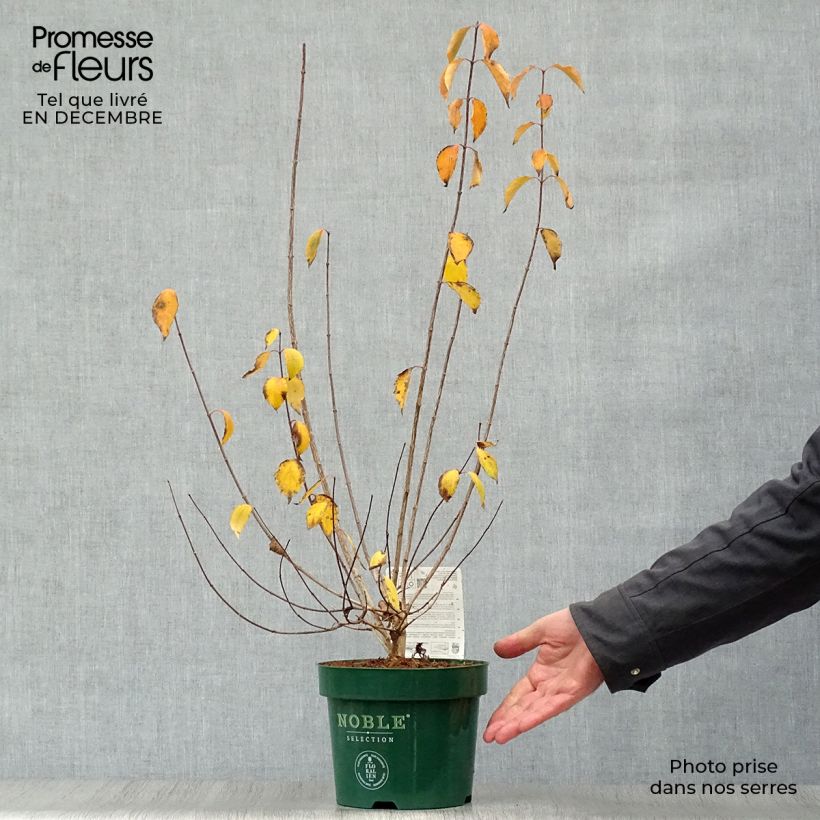 Seringat des Jardins - Philadelphus Innocence - Pot de 3,5L esemplare consegnato in inverno