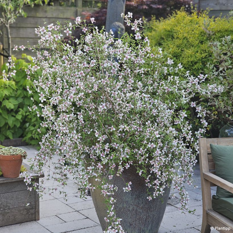 Philadelphus Petite Perfume Pink - Filadelfo (Porto)