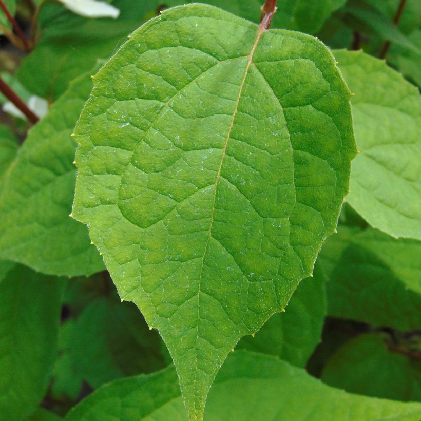 Philadelphus Starbright - Filadelfo (Fogliame)