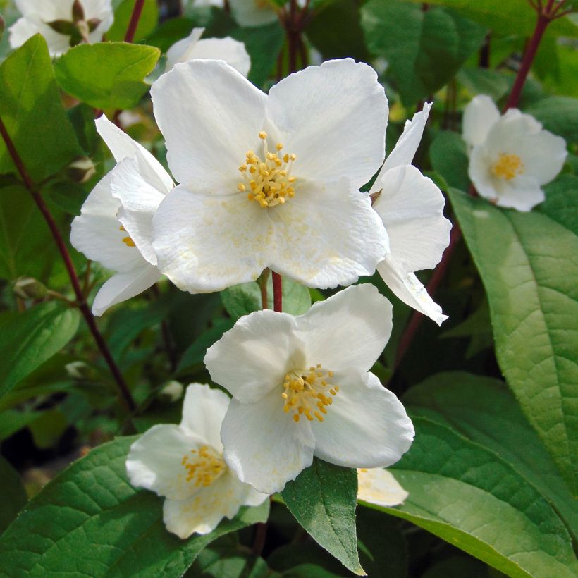 Philadelphus Starbright - Filadelfo (Fioritura)