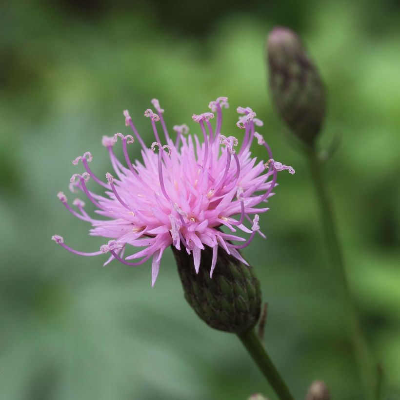 Serratula tinctoria ssp seoanei (Fioritura)