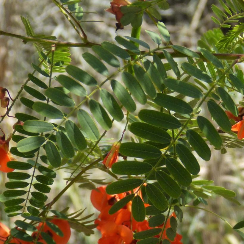 Sesbania punicea - Sesbania porporina (Fogliame)