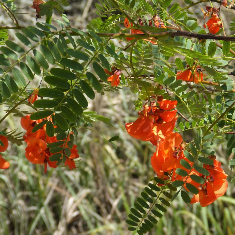 Sesbania punicea - Sesbania porporina (Fioritura)