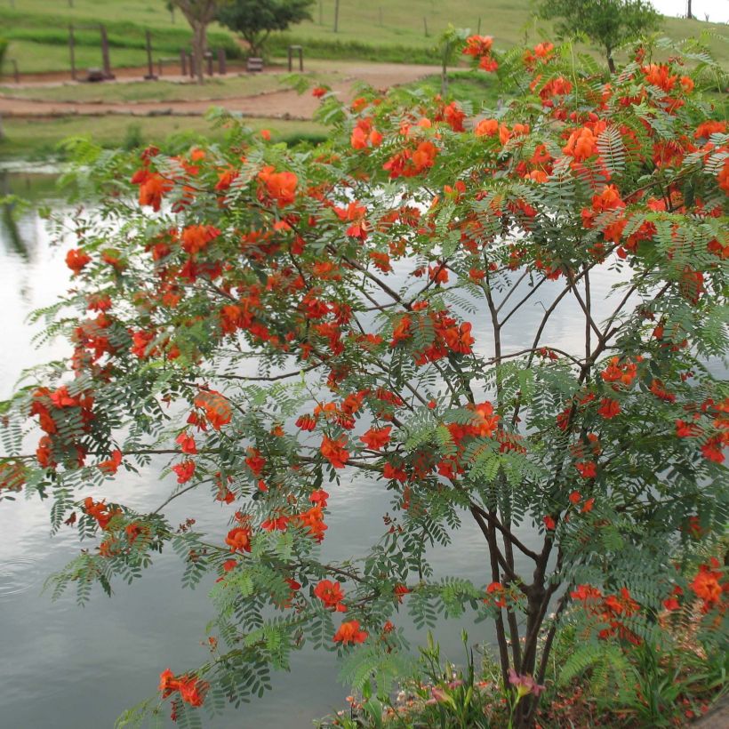 Sesbania punicea - Sesbania porporina (Porto)