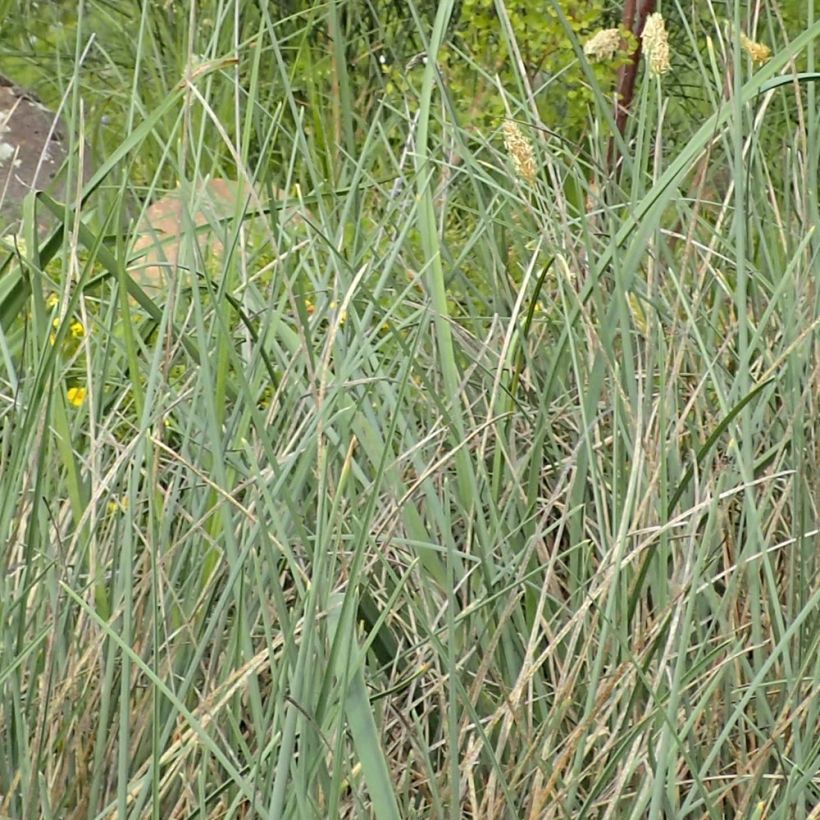 Sesleria argentea (Fogliame)