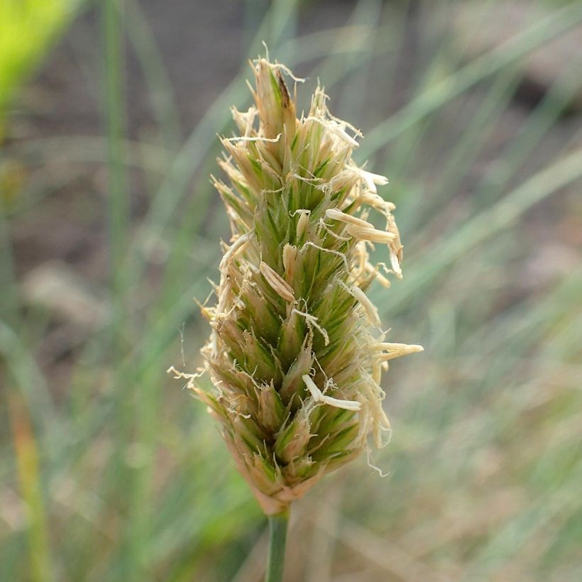 Sesleria argentea (Fioritura)