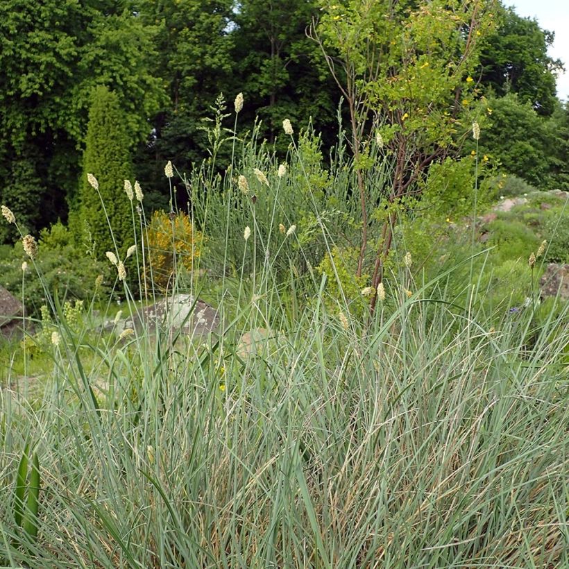 Sesleria argentea (Porto)