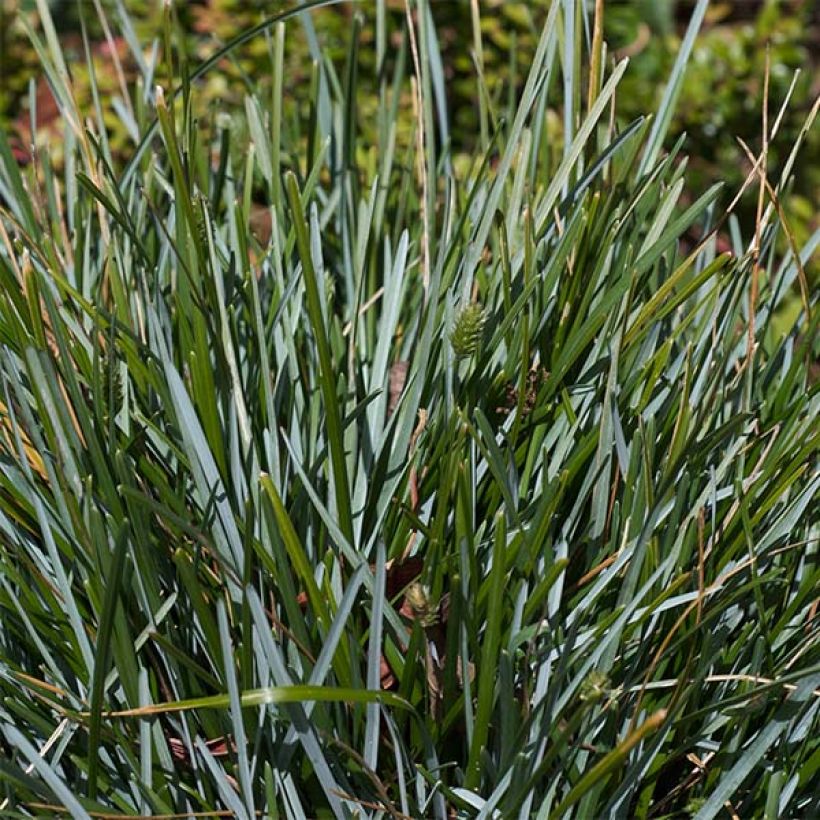 Sesleria caerulea - Sesleria comune (Fogliame)