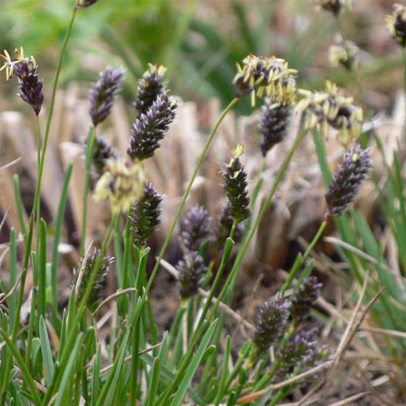 Sesleria caerulea - Sesleria comune (Fioritura)