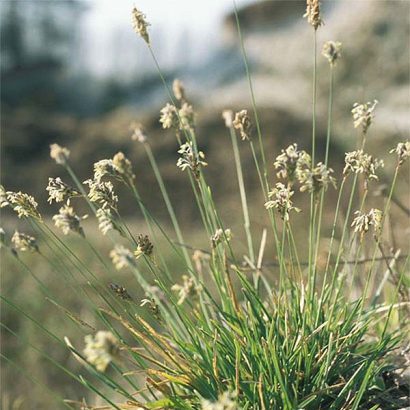 Sesleria caerulea - Sesleria comune (Porto)