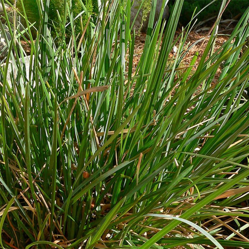 Sesleria heufleriana (Fogliame)