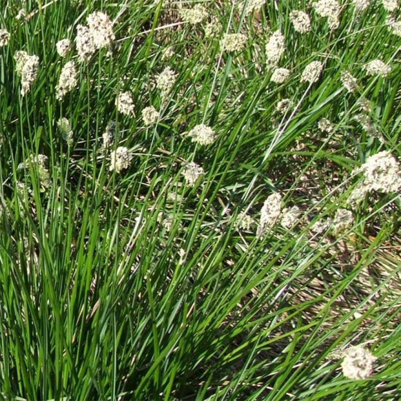 Sesleria heufleriana (Fioritura)