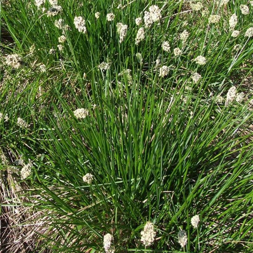 Sesleria heufleriana (Porto)