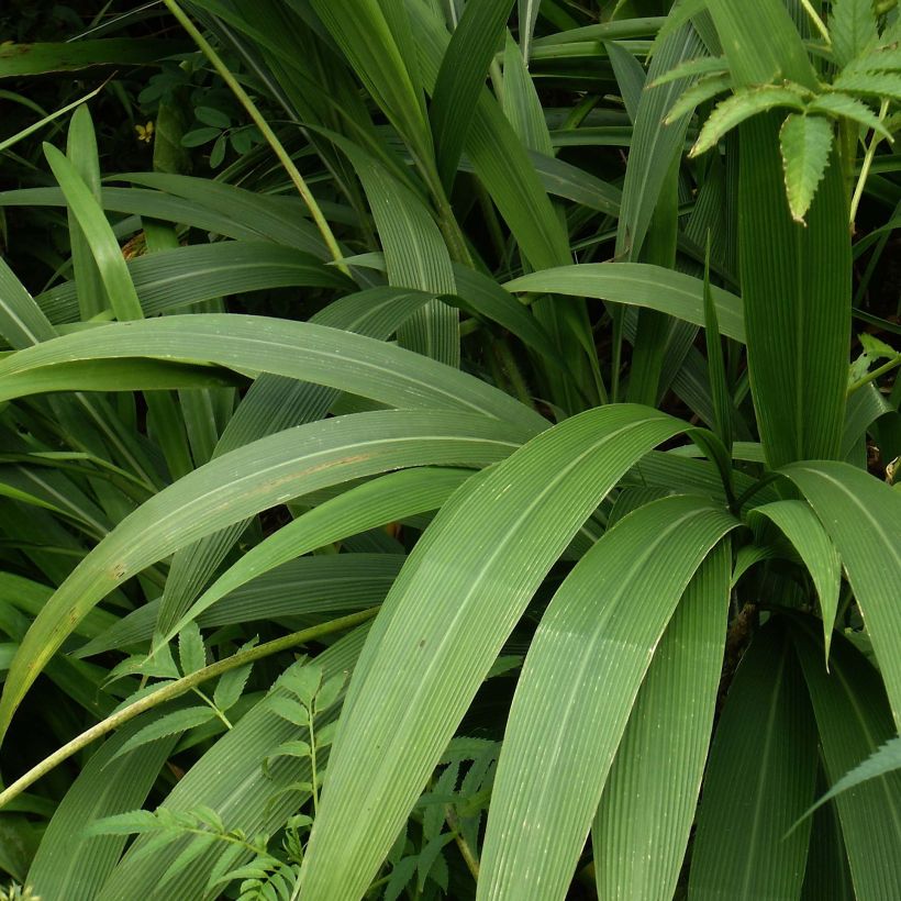 Setaria palmifolia - Erba di palma (Fogliame)