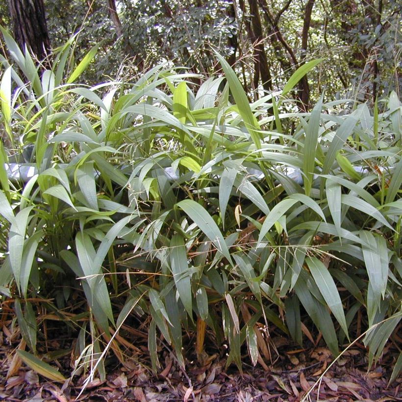 Setaria palmifolia - Erba di palma (Porto)