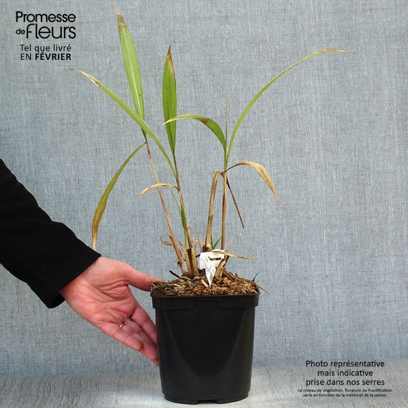 Setaria palmifolia - Herbe-palmier Pot de 2L/3L esemplare consegnato in inverno