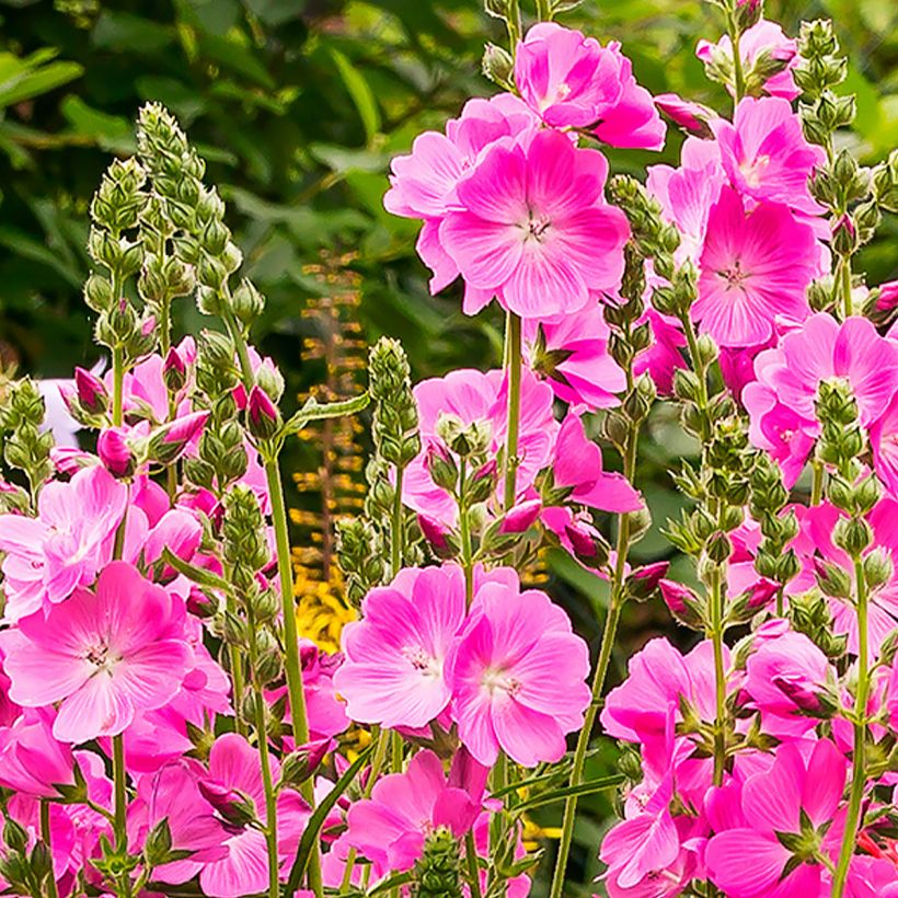 Sidalcea Candy Girl (Fioritura)