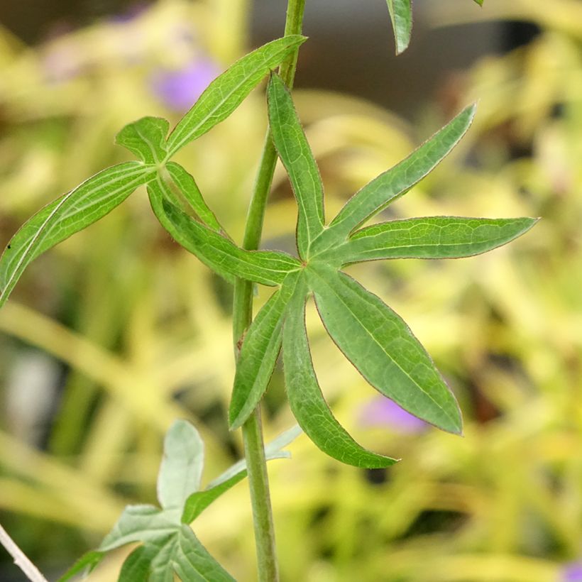 Sidalcea Candy Girl (Fogliame)