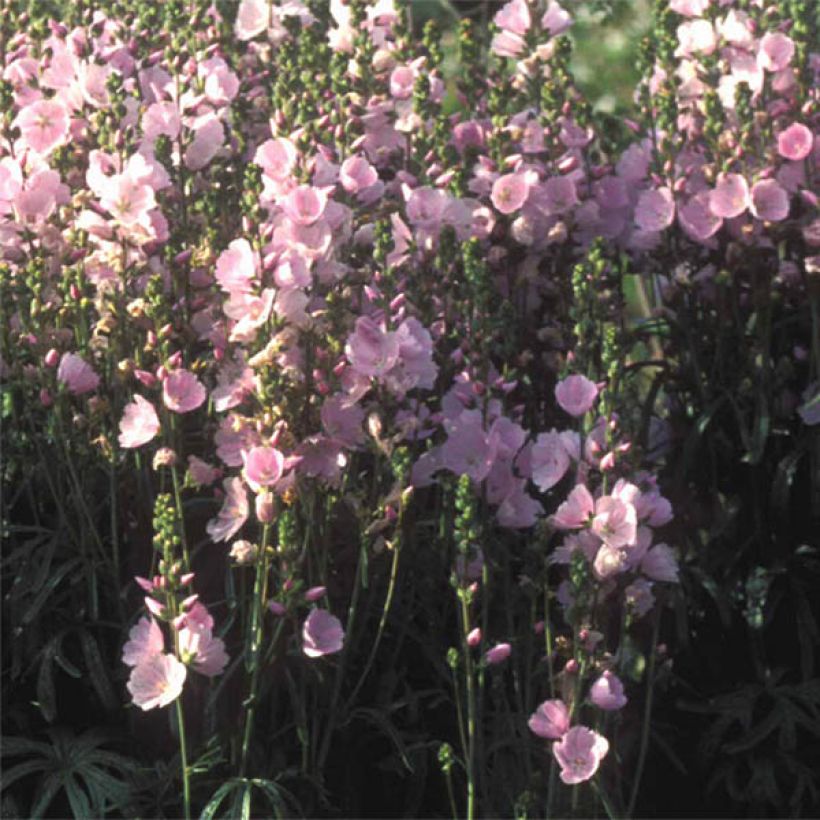 Sidalcea Little Princess (Fioritura)