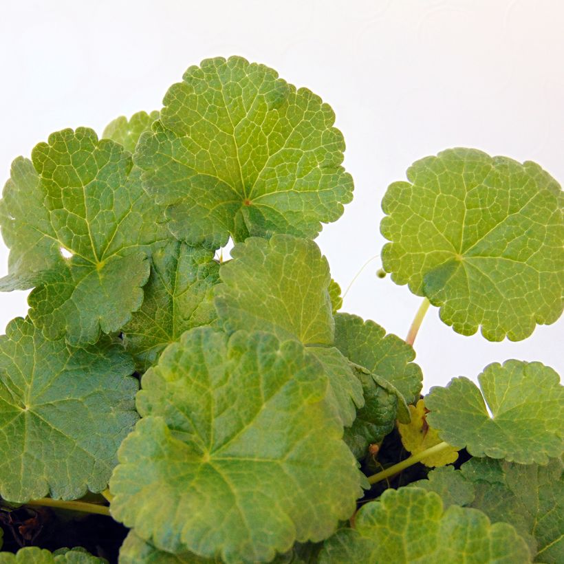 Sidalcea Little Princess (Fogliame)