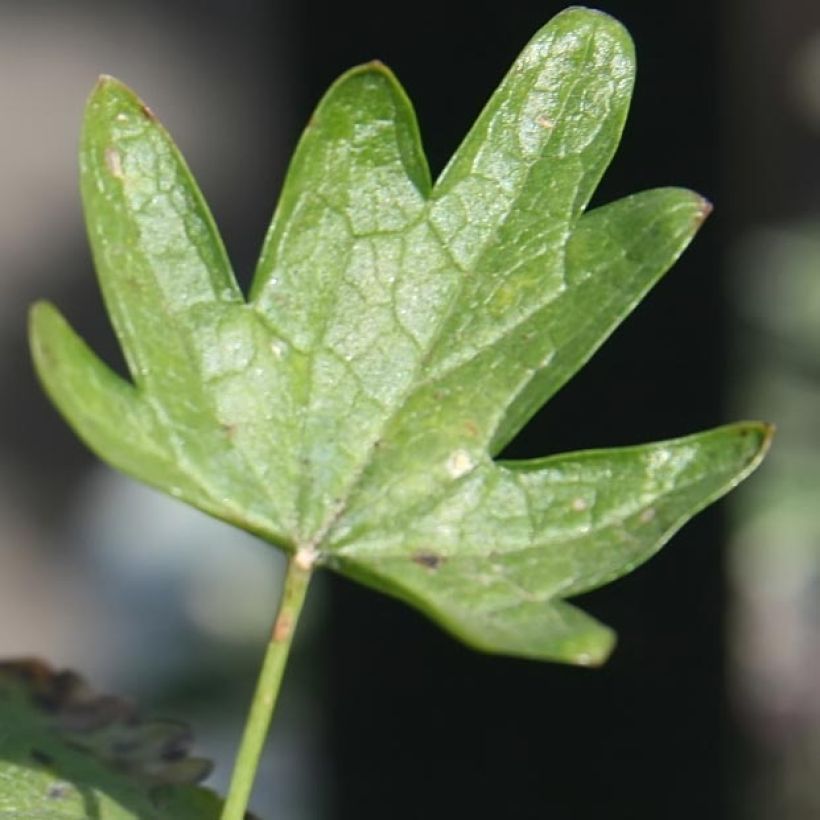 Sidalcea Party Girl (Fogliame)