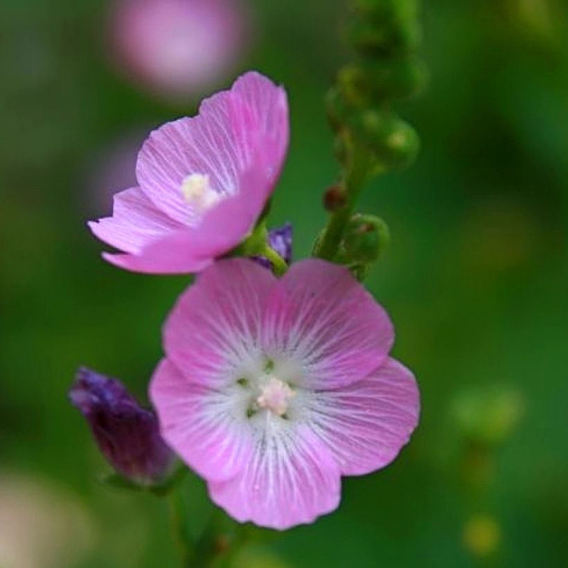 Sidalcea Party Girl (Fioritura)