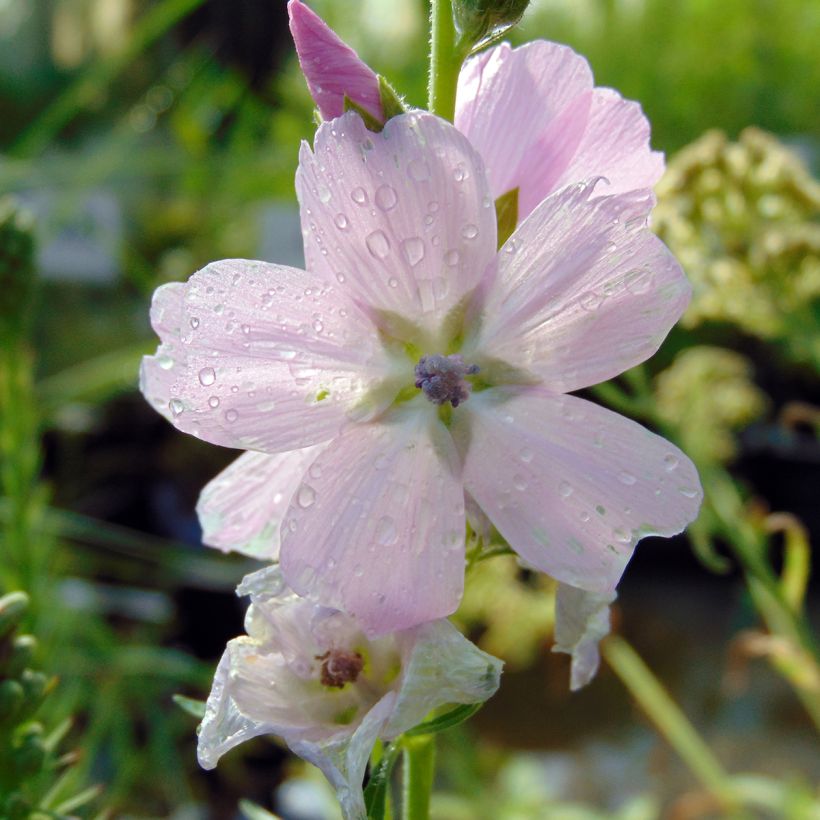 Sidalcea malviflora Elsie Heugh (Fioritura)