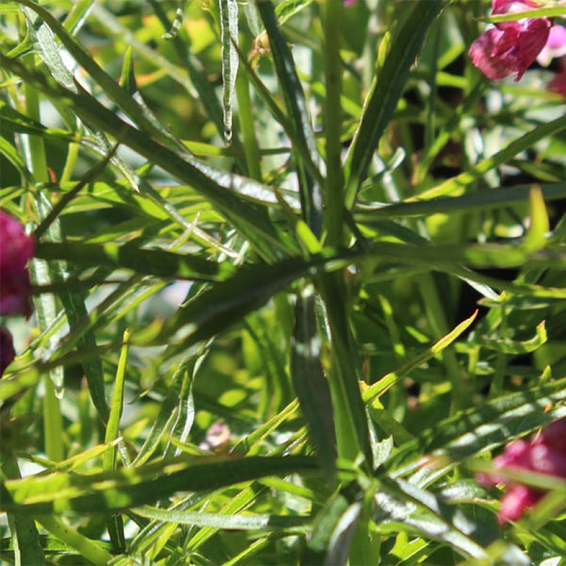 Sidalcea oregana Brilliant (Fogliame)