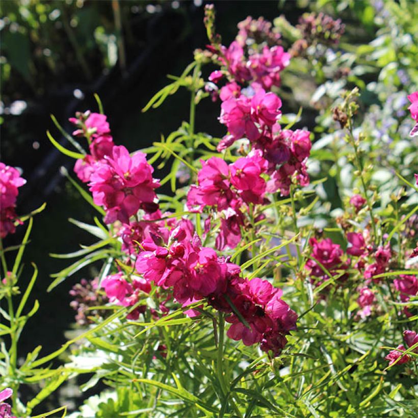 Sidalcea oregana Brilliant (Fioritura)