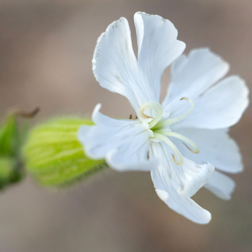 Silene latifolia subsp. alba - Compagnon blanc (Fioritura)