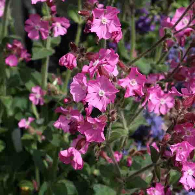 Silene robotii Rollies Favorite (Fioritura)