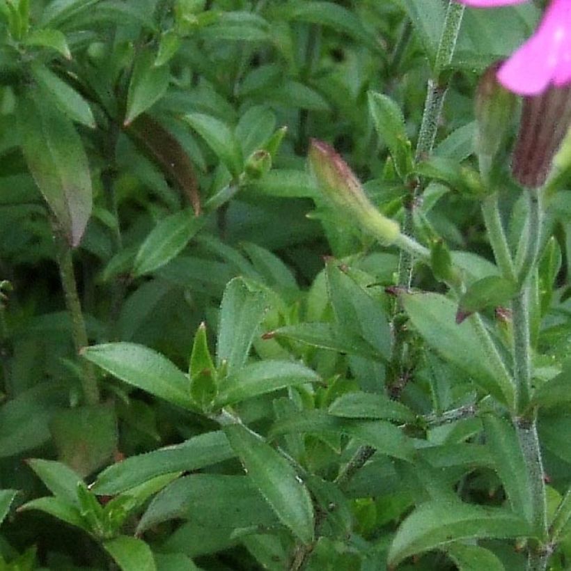 Silene schafta (Fogliame)