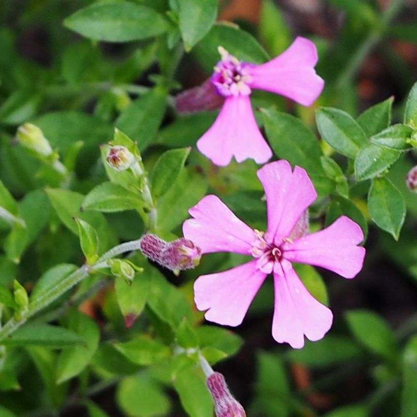 Silene schafta (Fioritura)