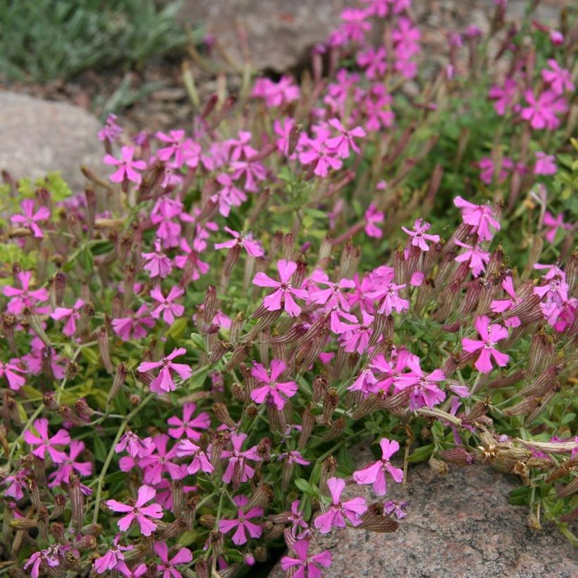 Silene schafta (Porto)