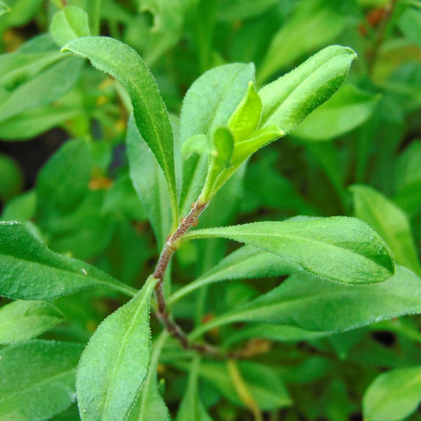 Silene schafta Splendens (Fogliame)