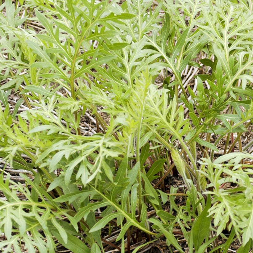 Silphium laciniatum (Fogliame)