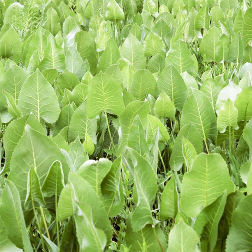 Silphium terebinthinaceum (Fogliame)