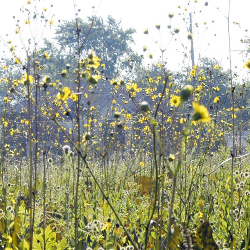 Silphium terebinthinaceum (Fioritura)