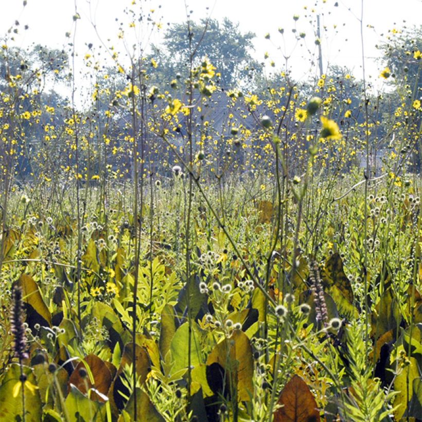 Silphium terebinthinaceum (Porto)